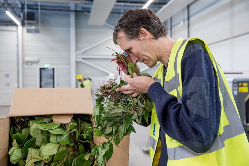 Understanding Phytosanitary Regulations for EU Port Clearances